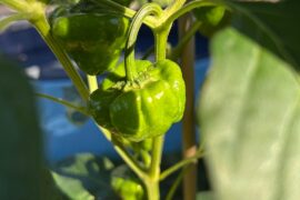 Scotch Bonnet or Jamaican Mushroom?