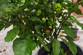 When to pick reapers?