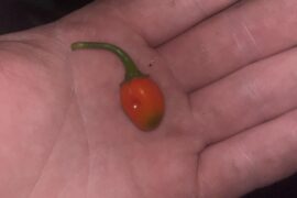 Habanero early ripen