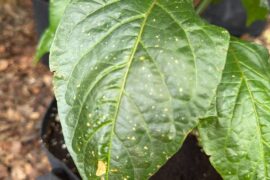 What are these spots on my one plant?