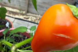 Peppers Splitting?