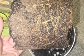 Root bound peppers