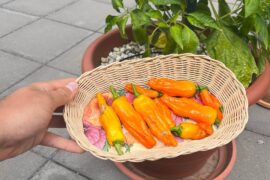 Is this Aji amarillo?