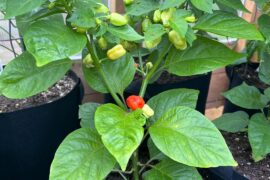 Tobago Hot peppers