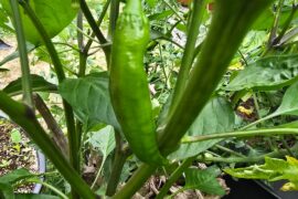 Roulette Habanero?