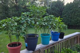 Hot Cherry Peppers