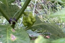 Fatalii