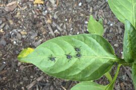 What are these bugs on my green pepper plant?