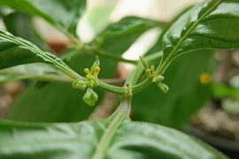 Buds dropping