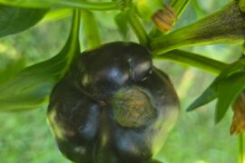 What's happening to my bell peppers :(