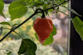 Homemade Mango Habanero Hot Sauce