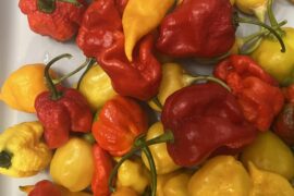 Today’s spicy garden offering.