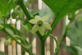 First hab flower