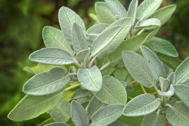 Close-up of sage plant.