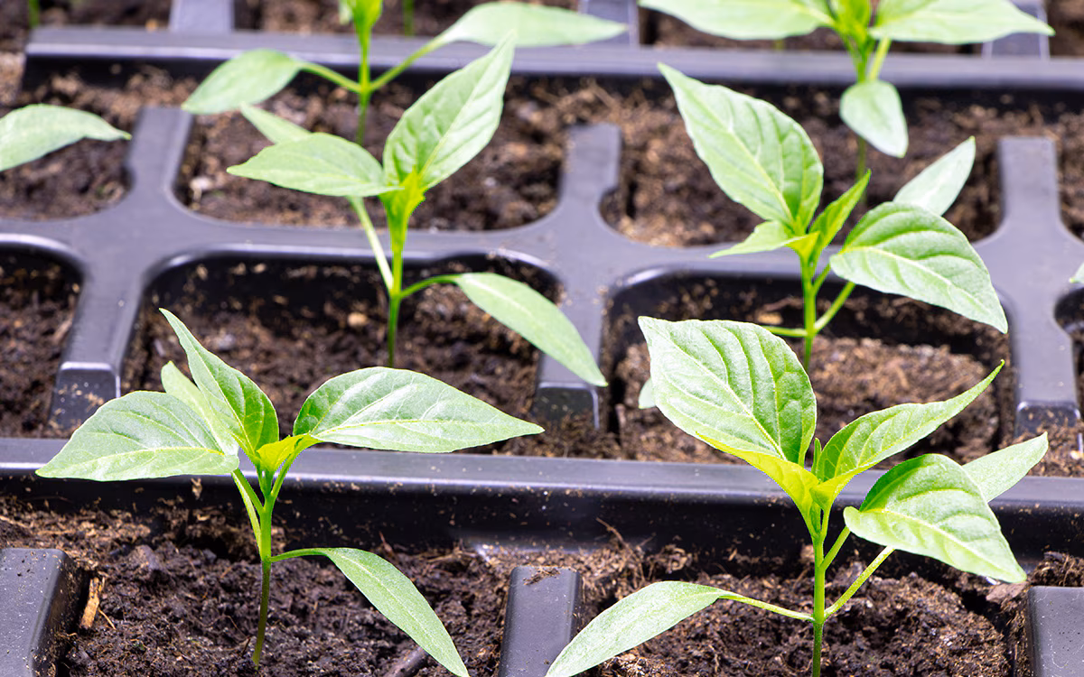 Young chilli plants 