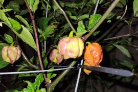 Moruga blackjack