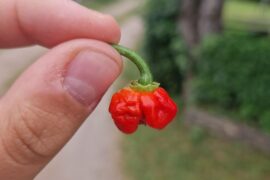 Is this a crolina reaper or did i get scammed