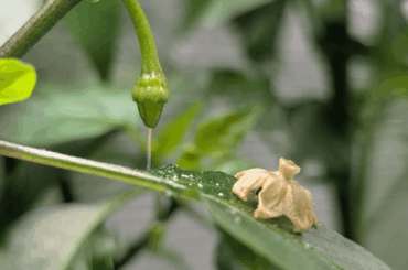 Capsicum Chinense x Annuum F1B1 has set fruit on it's own