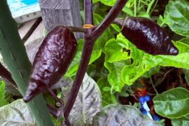 Crazy boy pink pepper