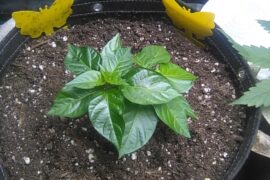 Never grown a veggie before, pulled these seeds from a store bought Habanero. How am I looking so far? Two seedlings here.