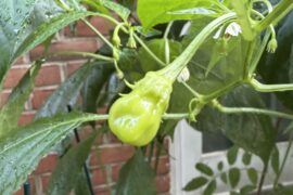 Sugar Rush pods starting to peek through.