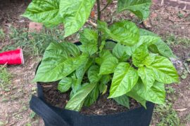 7pot yellow
