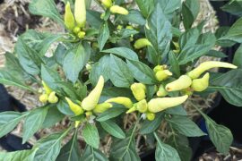 Super chili f2? lol
