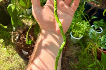 Now repeat after me: "staring at your peppers will not make them ripen any faster"