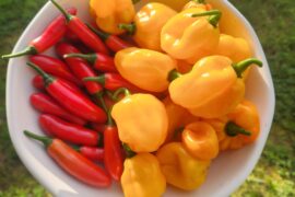 Nice little harvest
