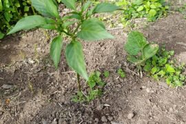 My chocolate habanero is only this size after 2-3 months(from seed), and it started growing flowers, should I remove them?