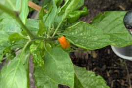 Is it normal for a ghost pepper to be bright orange or will it continue to ripen?