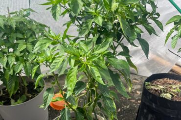 Birdseye flowering but not fruiting