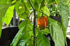 Cross-pollination Blues: Part 1- Scorpions, Reapers and Habs, Oh My!
