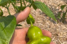 Mad Hatters, orange cayenne, black cobra