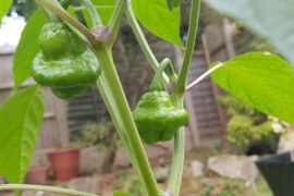 What am I growing?