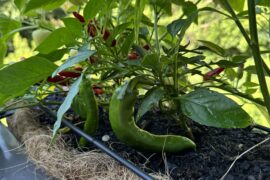 Anyone know what kind of pepper this is?