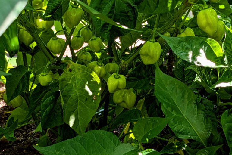 Red Caribbean Habanero