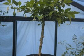 My 2 year old bonsai habanero is growing baby habanero's!!!!