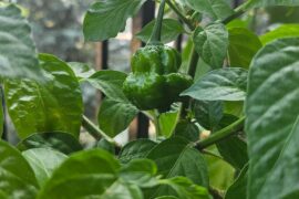 Carolina Reaper?
