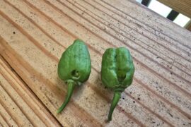 What's boring into my peppers?