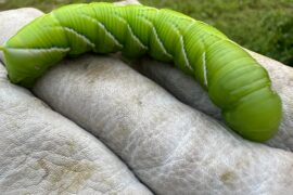 Hornworm!