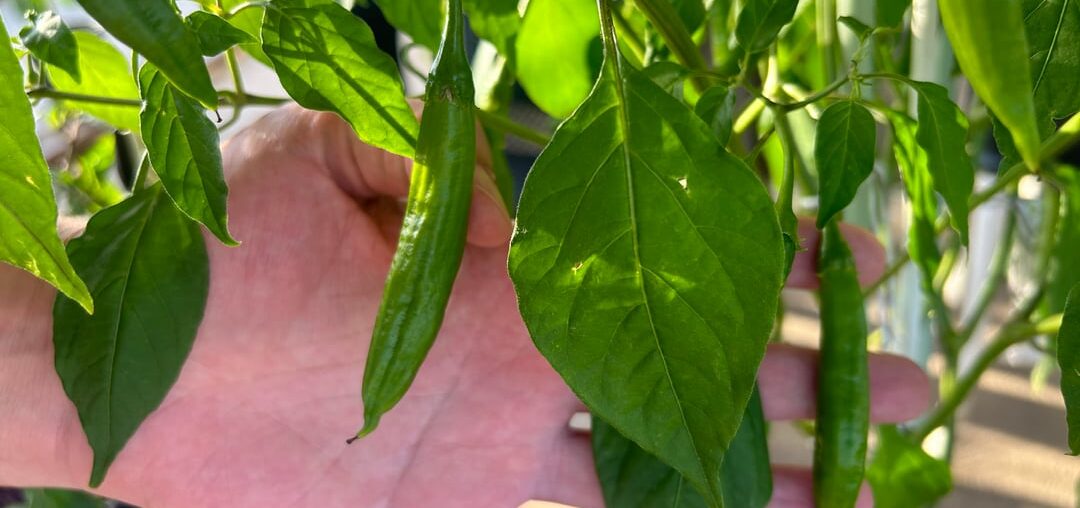 Pepper ID