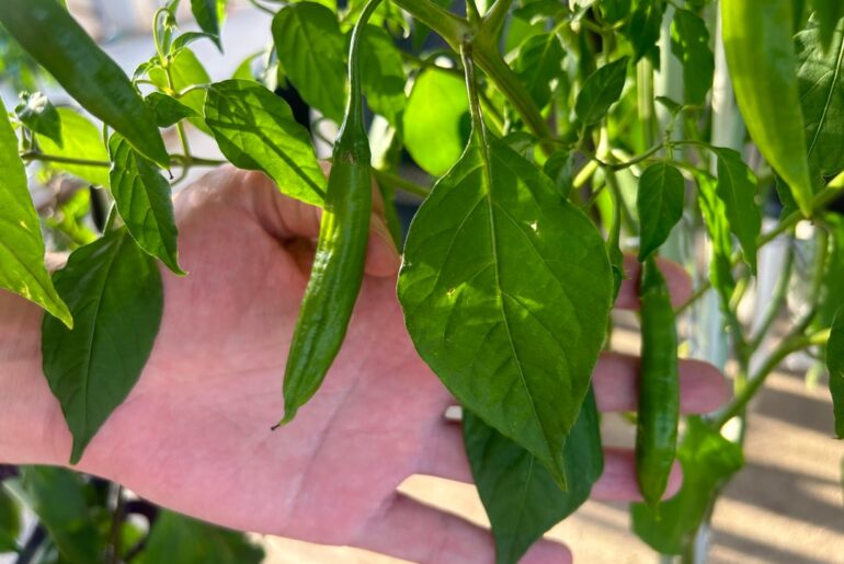Pepper ID