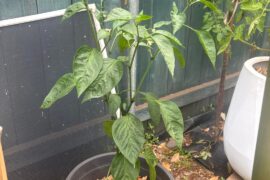 Need help with pepper plant care!