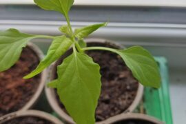 Help! seedling leaves curling