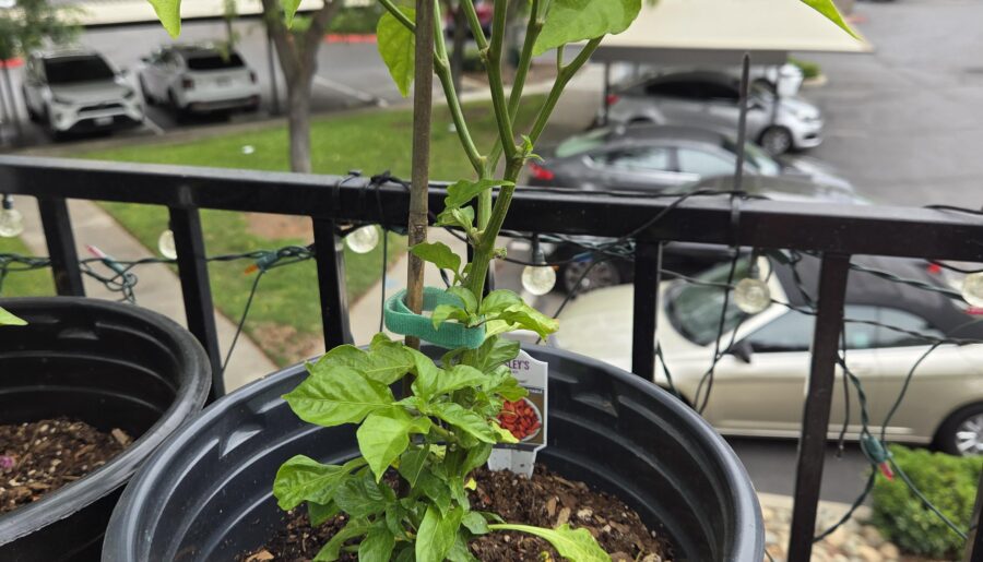 Should I trim the stem on my ghost pepper? My reaper has some lower leaves too but not as bad.