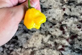 Aji Lemon drop or something else?