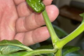 Mystery pepper