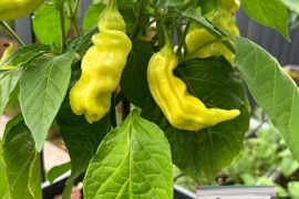 Peppers that I grow this season on my balcony (zone 7a)