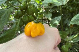 My offering to Bonnetgate (Pumpkingate?) 2026